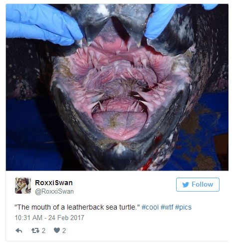 Pictures Of Animal Mouths That Are Absolutely Terrifying (18 pics)