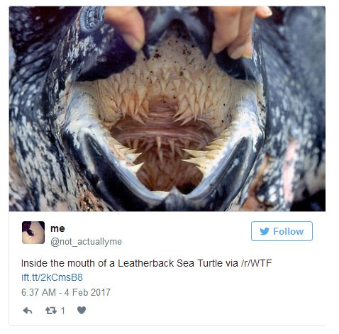 Pictures Of Animal Mouths That Are Absolutely Terrifying (18 pics)