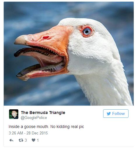 Pictures Of Animal Mouths That Are Absolutely Terrifying (18 pics)