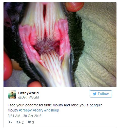 Pictures Of Animal Mouths That Are Absolutely Terrifying (18 pics)