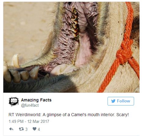Pictures Of Animal Mouths That Are Absolutely Terrifying (18 pics)