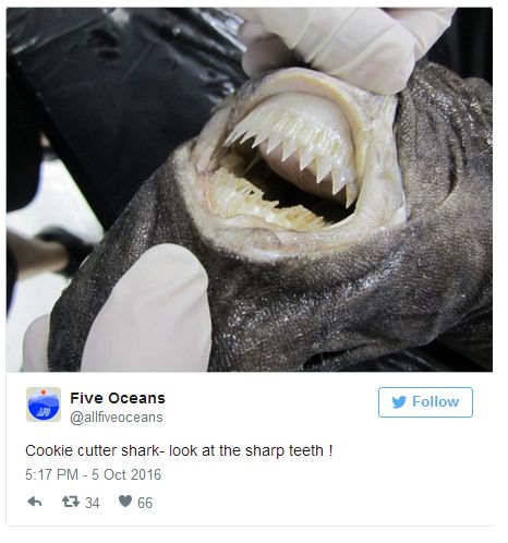 Pictures Of Animal Mouths That Are Absolutely Terrifying (18 pics)