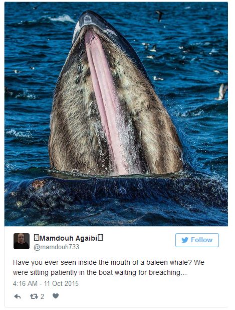 Pictures Of Animal Mouths That Are Absolutely Terrifying (18 pics)