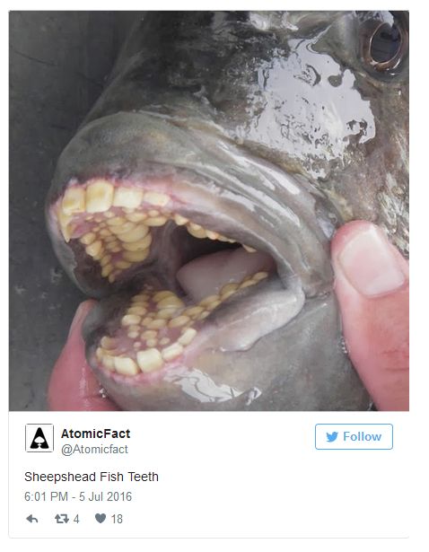Pictures Of Animal Mouths That Are Absolutely Terrifying (18 pics)