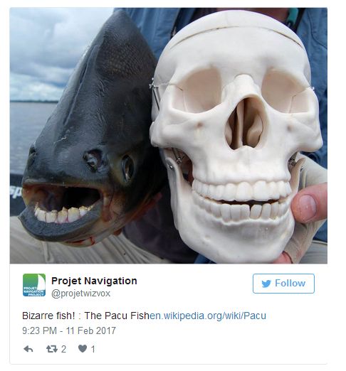 Pictures Of Animal Mouths That Are Absolutely Terrifying (18 pics)