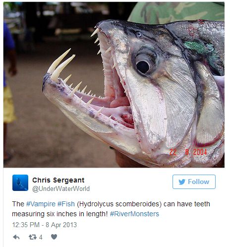 Pictures Of Animal Mouths That Are Absolutely Terrifying (18 pics)