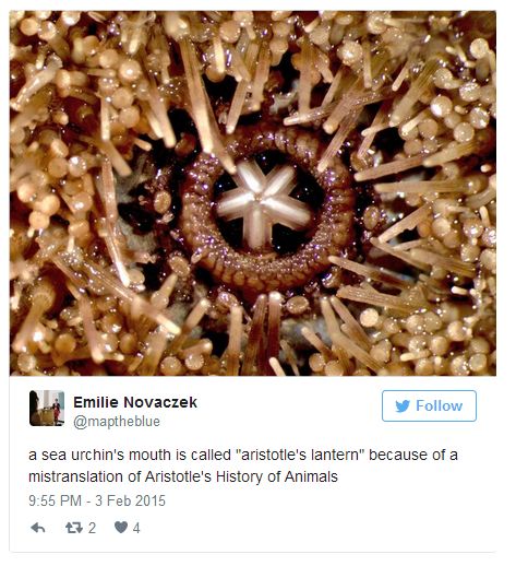 Pictures Of Animal Mouths That Are Absolutely Terrifying (18 pics)