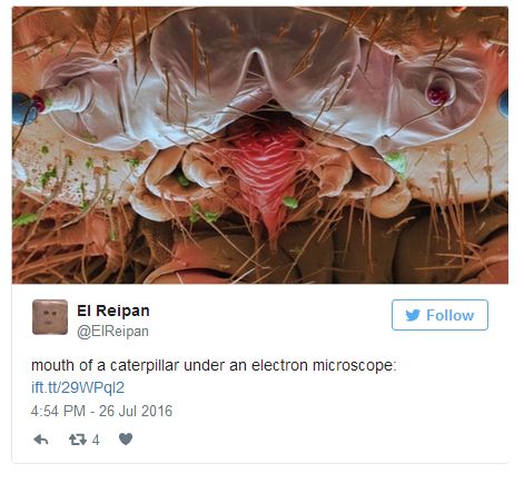 Pictures Of Animal Mouths That Are Absolutely Terrifying (18 pics)