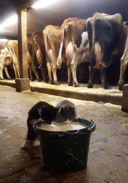 You Can't Sum Up These Awesome Photos With Just A Thousand Words (40 pics)