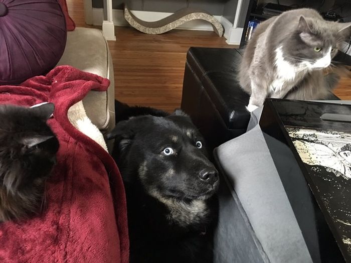 Dog Gets Stuck In A Rough Spot (3 pics)