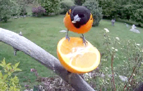 Acid Gifdump, March 24, 2017 (25 gifs)