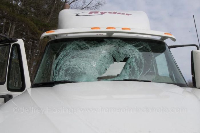 Turkey Goes Flying Through The Windshield Of A Truck (4 pics)