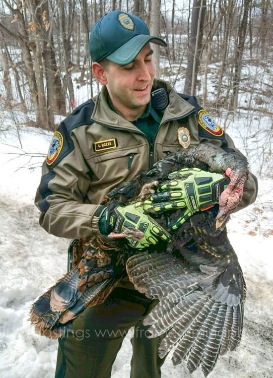 Turkey Goes Flying Through The Windshield Of A Truck (4 pics)