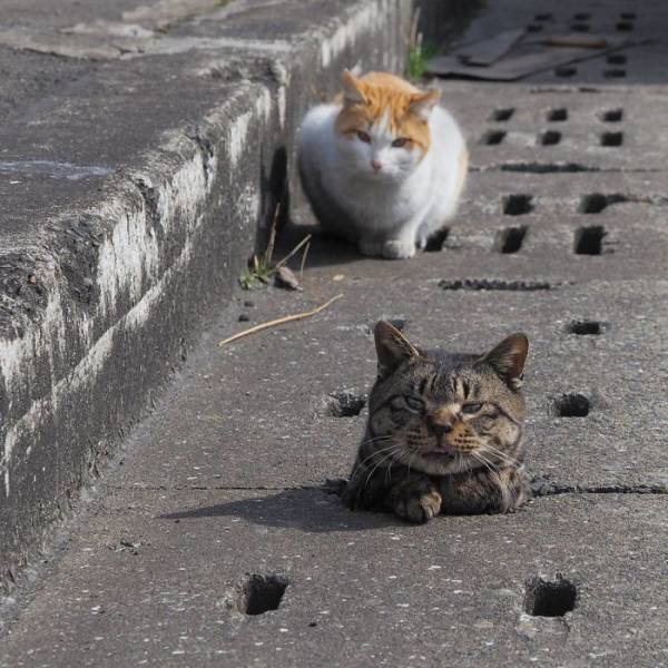 Stray Cats Seem To Love These Drain Pipe Holes (7 pics)