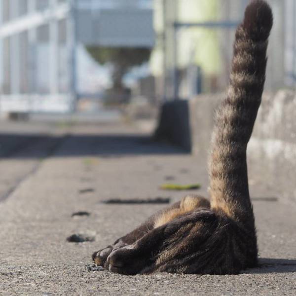 Stray Cats Seem To Love These Drain Pipe Holes (7 pics)