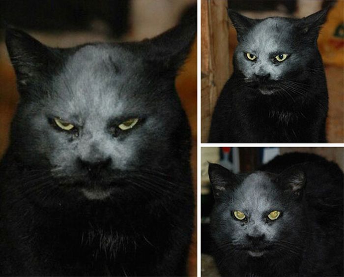 Proof That Cats Truly Are Demons (38 pics)