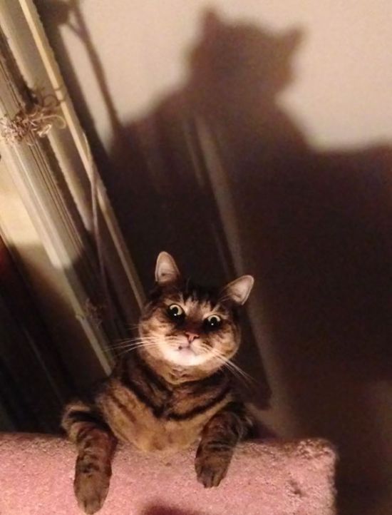 Proof That Cats Truly Are Demons (38 pics)