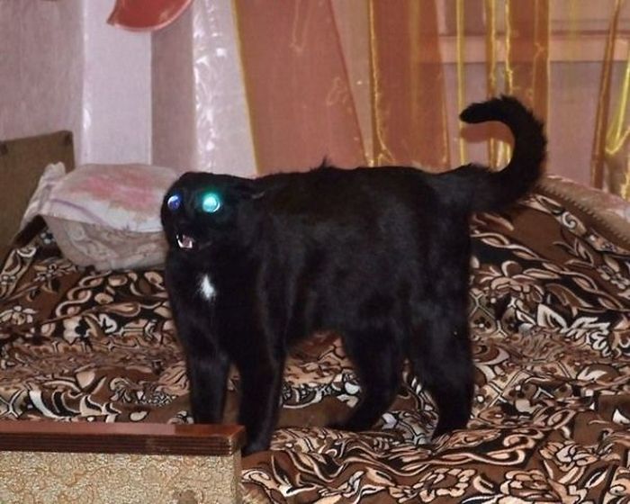 Proof That Cats Truly Are Demons (38 pics)