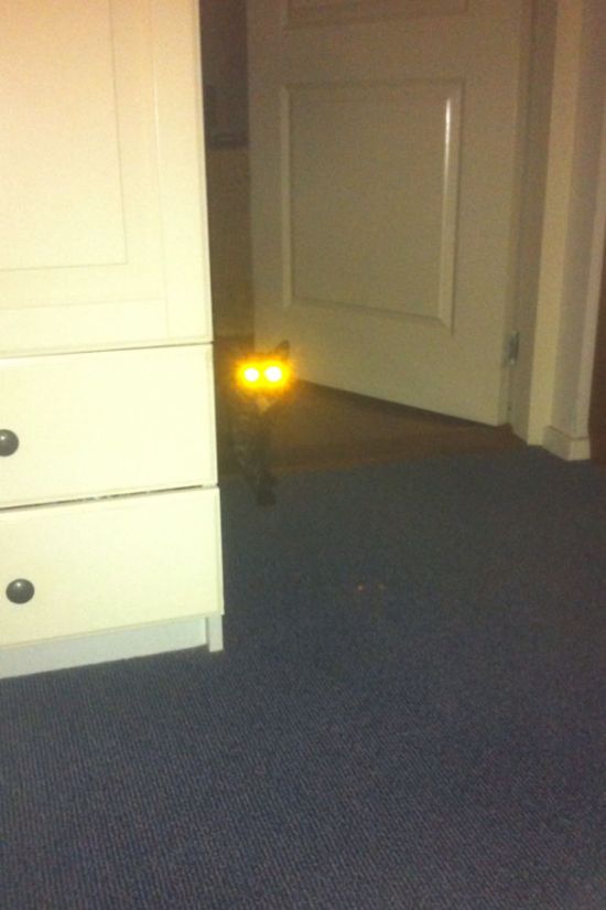 Proof That Cats Truly Are Demons (38 pics)