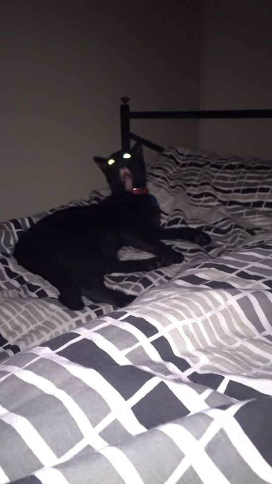 Proof That Cats Truly Are Demons (38 pics)