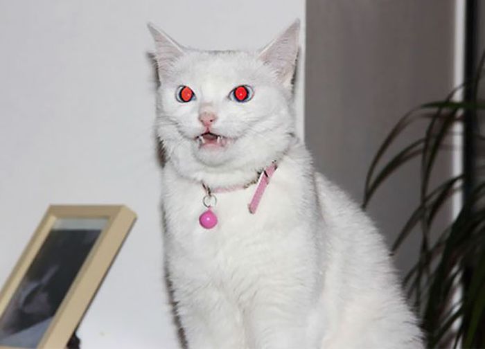 Proof That Cats Truly Are Demons (38 pics)