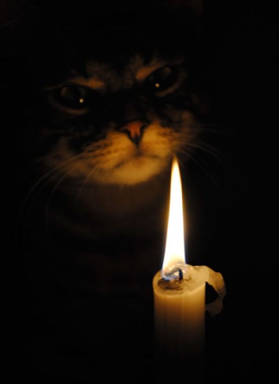 Proof That Cats Truly Are Demons (38 pics)