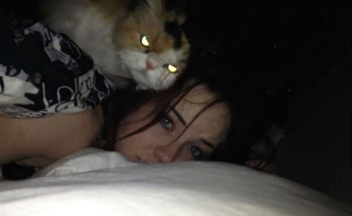 Proof That Cats Truly Are Demons (38 pics)