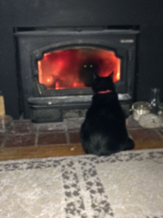 Proof That Cats Truly Are Demons (38 pics)