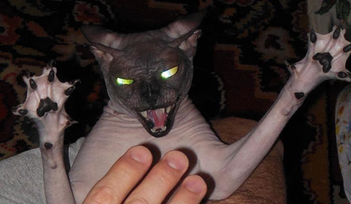 Proof That Cats Truly Are Demons (38 pics)