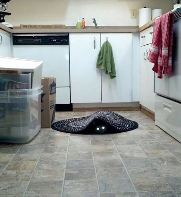 Proof That Cats Truly Are Demons (38 pics)