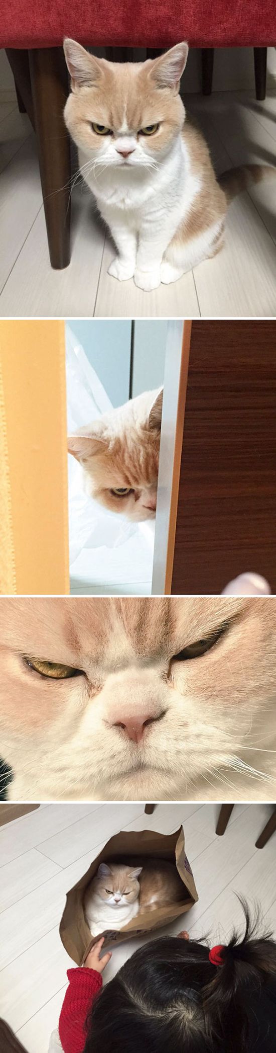 Proof That Cats Truly Are Demons (38 pics)