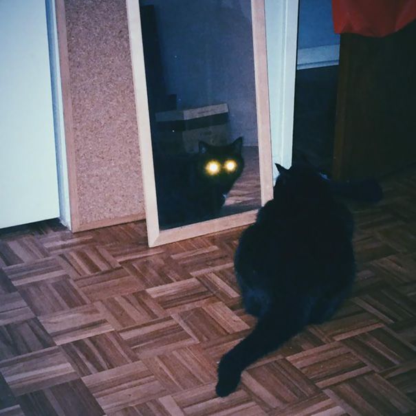 Proof That Cats Truly Are Demons (38 pics)