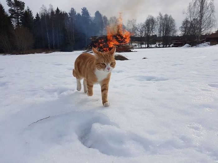 Proof That Cats Truly Are Demons (38 pics)