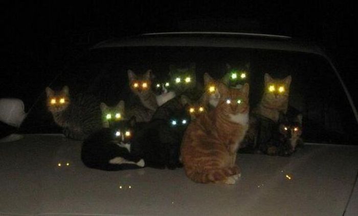 Proof That Cats Truly Are Demons (38 pics)