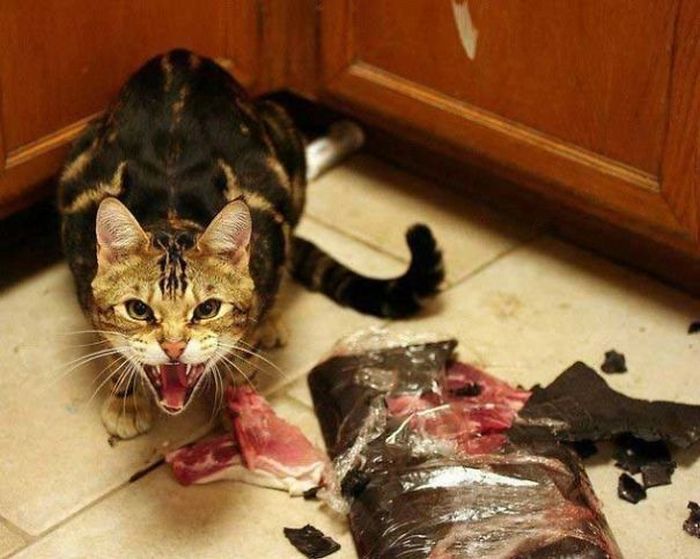 Proof That Cats Truly Are Demons (38 pics)