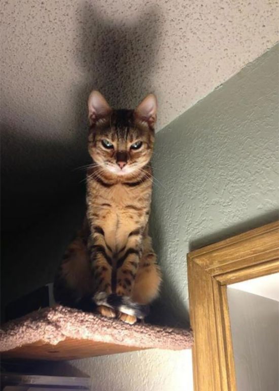 Proof That Cats Truly Are Demons (38 pics)