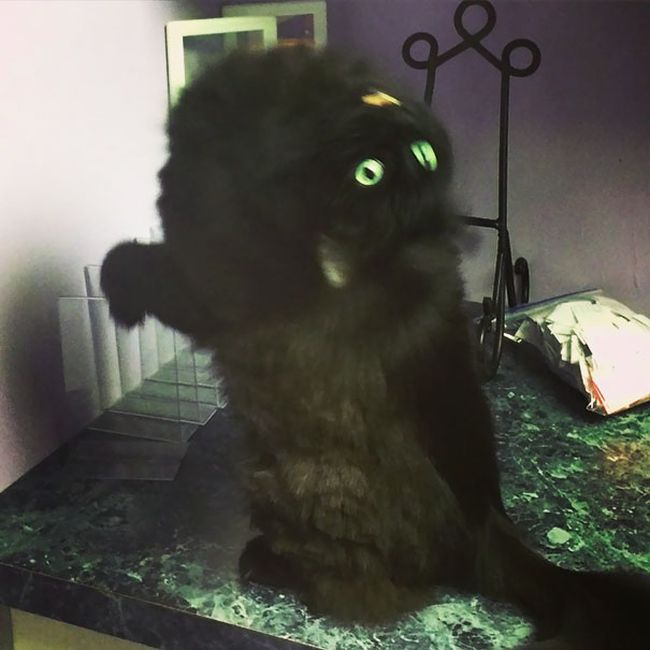 Proof That Cats Truly Are Demons (38 pics)