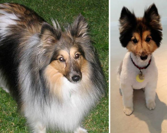 Proof That Every Dog Needs A Cute Haircut (50 pics)