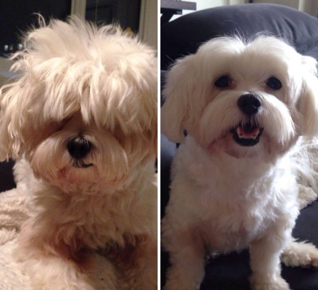 Proof That Every Dog Needs A Cute Haircut (50 pics)