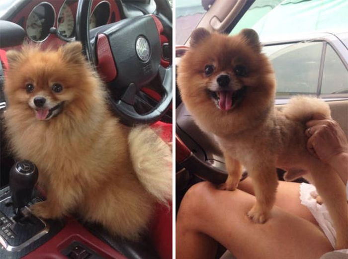 Proof That Every Dog Needs A Cute Haircut (50 pics)