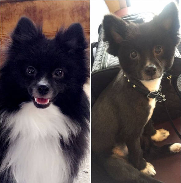 Proof That Every Dog Needs A Cute Haircut (50 pics)