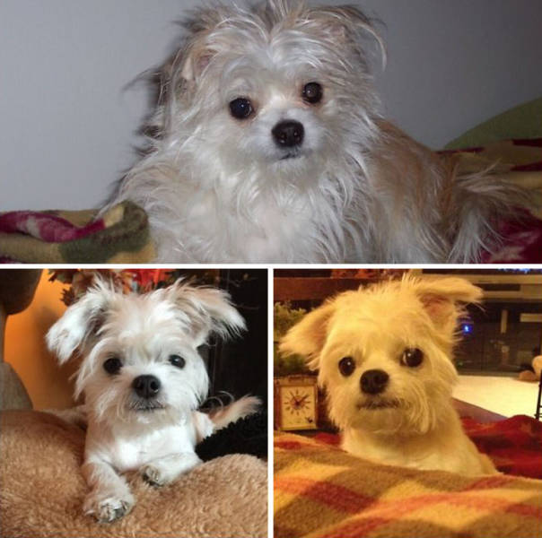 Proof That Every Dog Needs A Cute Haircut (50 pics)