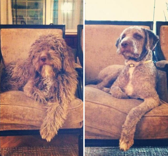 Proof That Every Dog Needs A Cute Haircut (50 pics)