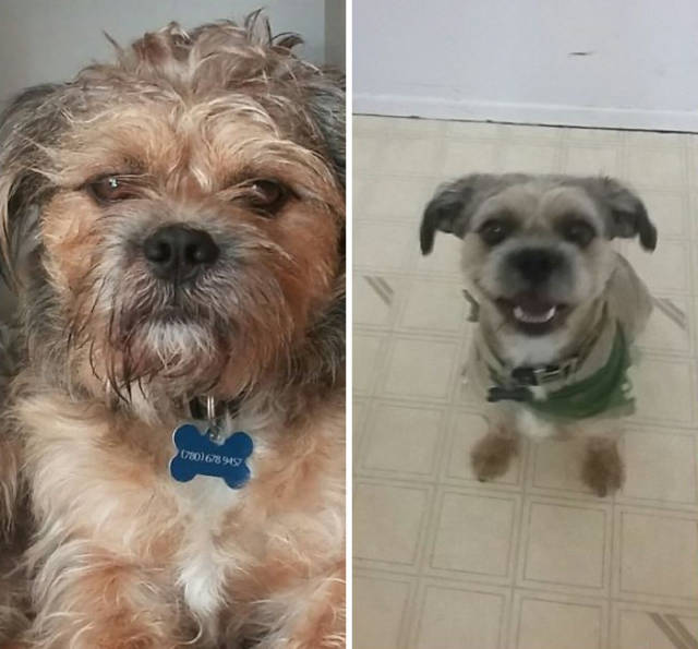 Proof That Every Dog Needs A Cute Haircut (50 pics)