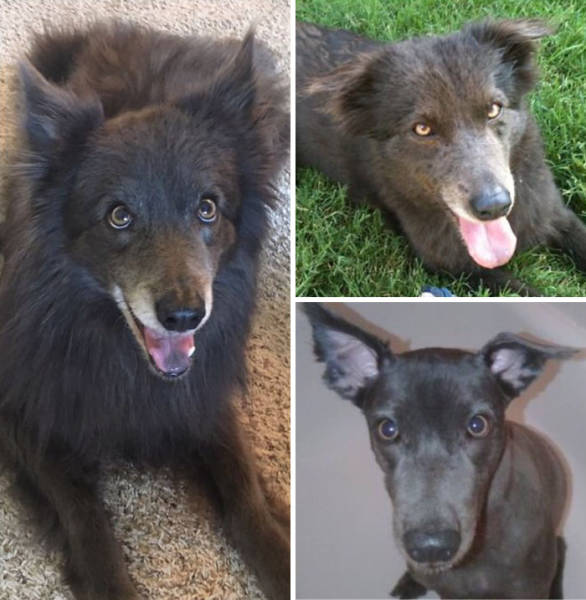 Proof That Every Dog Needs A Cute Haircut (50 pics)