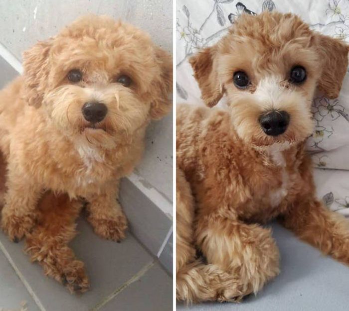 Proof That Every Dog Needs A Cute Haircut (50 pics)