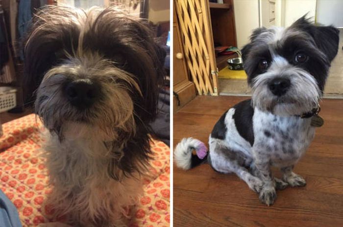 Proof That Every Dog Needs A Cute Haircut (50 pics)