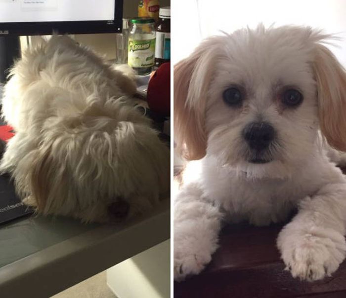 Proof That Every Dog Needs A Cute Haircut (50 pics)