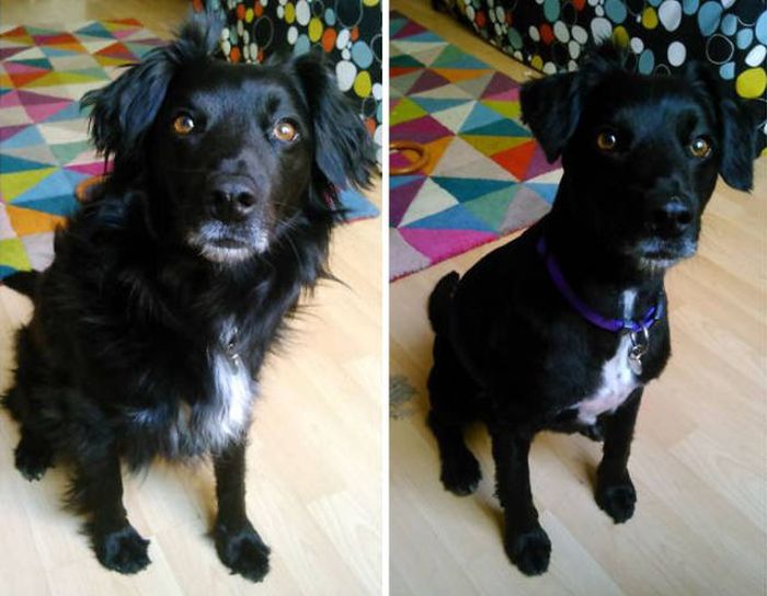 Proof That Every Dog Needs A Cute Haircut (50 pics)