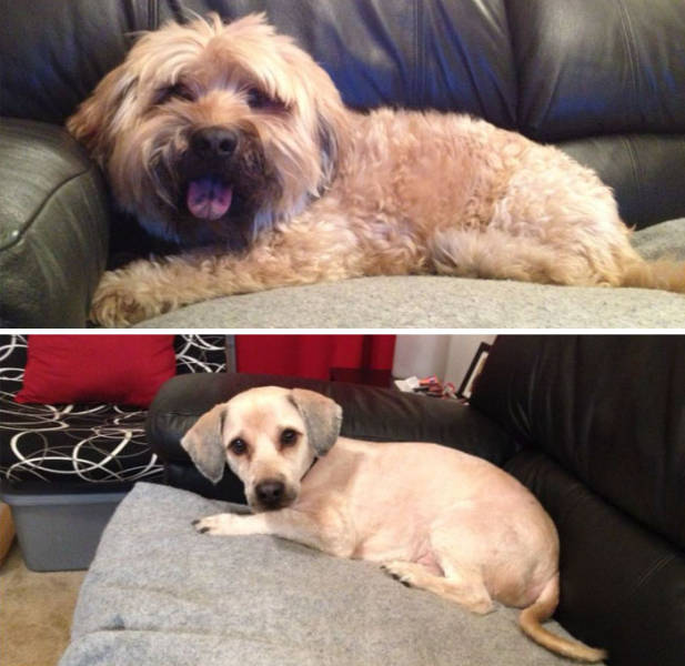 Proof That Every Dog Needs A Cute Haircut (50 pics)